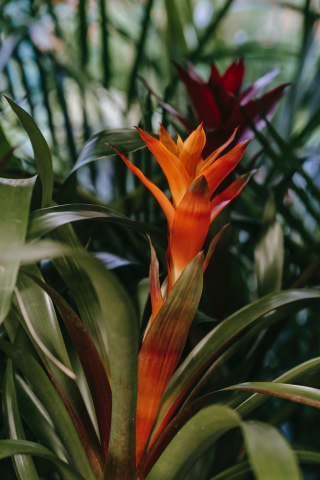 guzmania